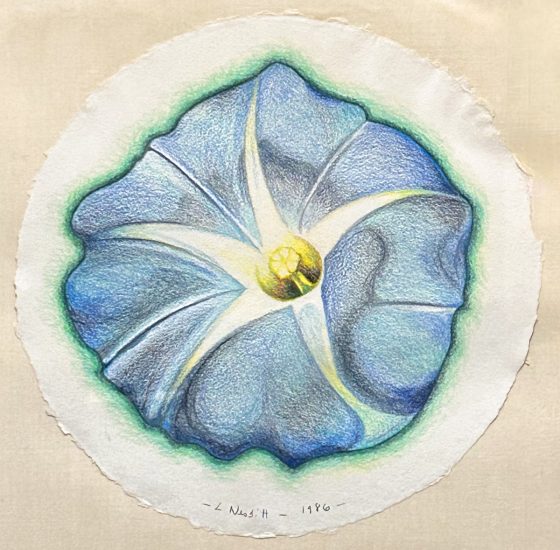A colored pencil drawing of a morning glory flower.