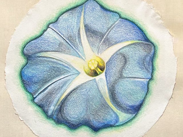 A colored pencil drawing of a morning glory flower.