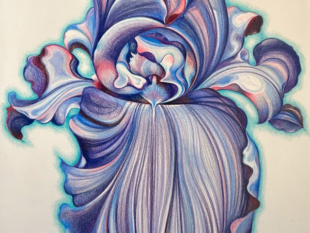 A colored pencil drawing of a single iris rendered in lavender and blue.