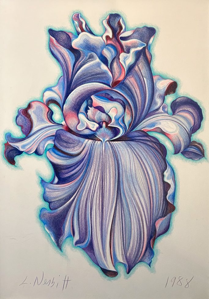 A colored pencil drawing of a single iris rendered in lavender and blue.