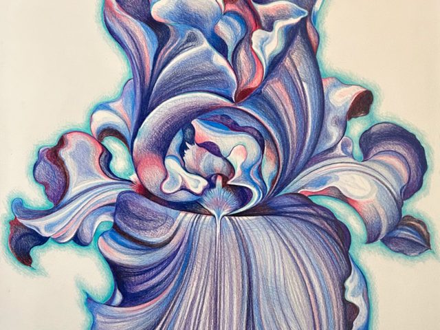 A colored pencil drawing of a single iris rendered in lavender and blue.