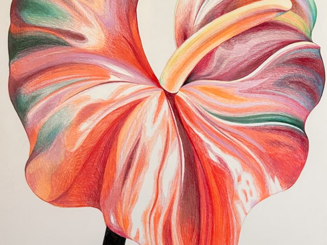 A colored pencil drawing of a lily.