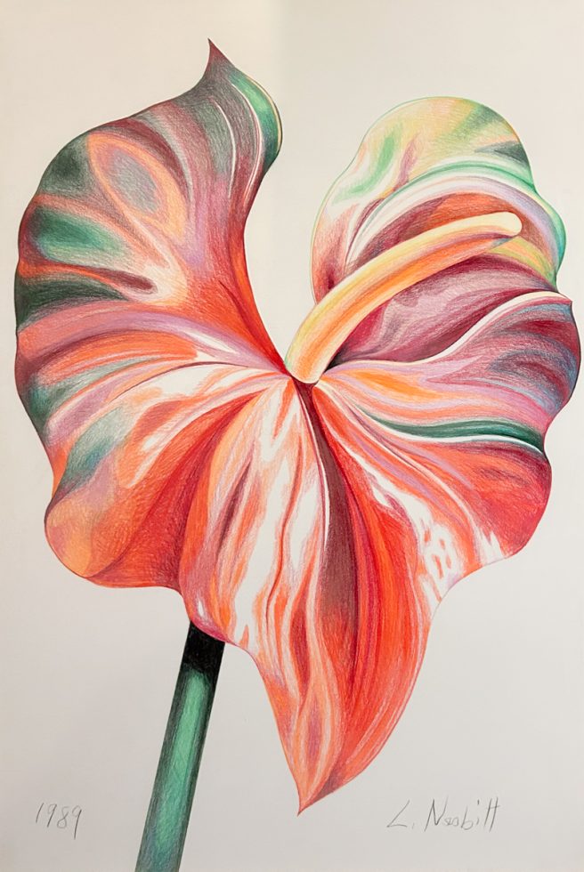 A colored pencil drawing of a lily.
