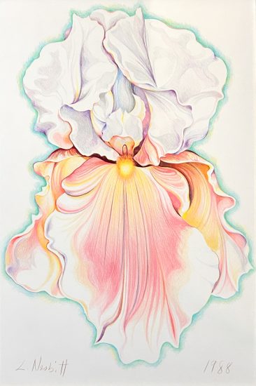 A colorful drawing of an iris.