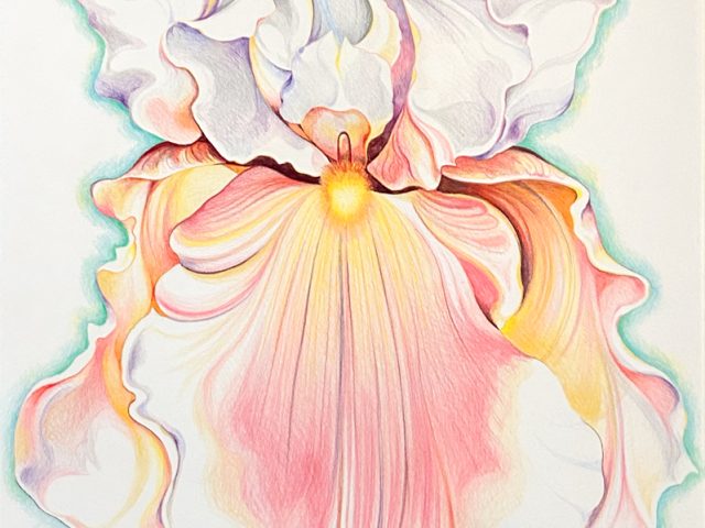 A colorful drawing of an iris.