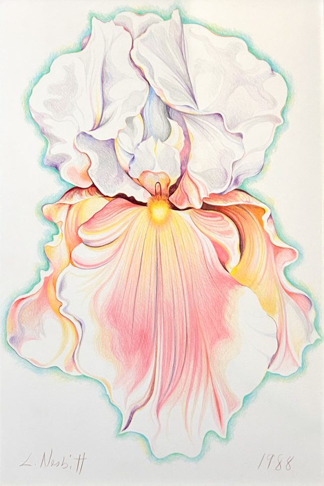 A colorful drawing of an iris.