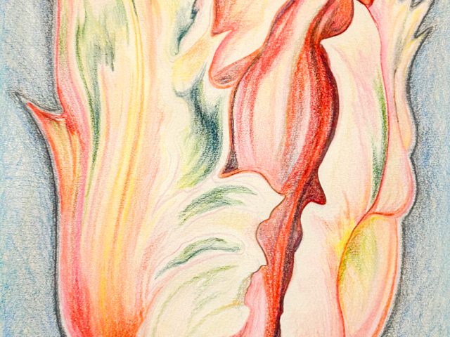 A colored pencil drawing of a pink and peach tulip on a blue background.