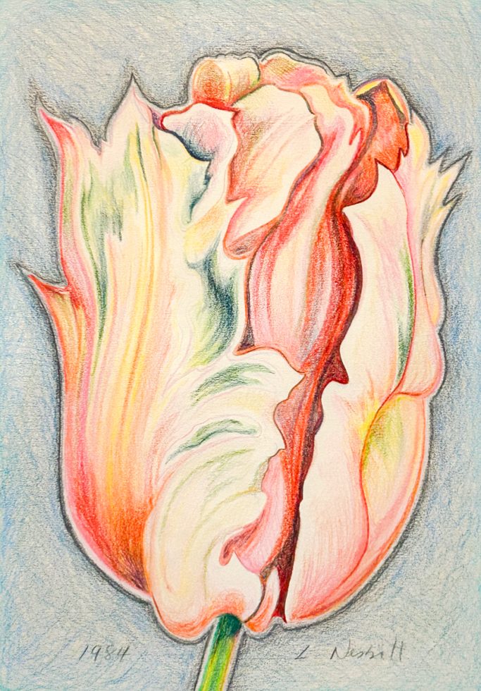 A colored pencil drawing of a pink and peach tulip on a blue background.