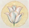 White and Pink Tulip