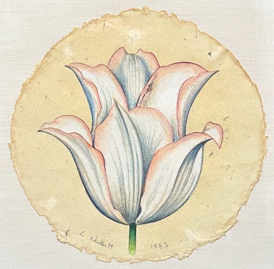 A colored pencil drawing of a white and pink tulip on a circular piece of yellow paper.