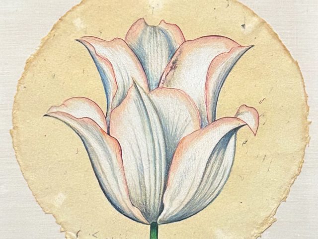 A colored pencil drawing of a white and pink tulip on a circular piece of yellow paper.