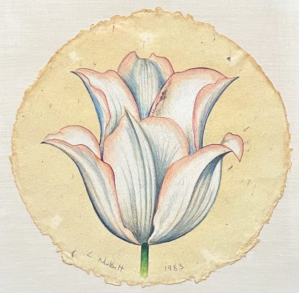 A colored pencil drawing of a white and pink tulip on a circular piece of yellow paper.