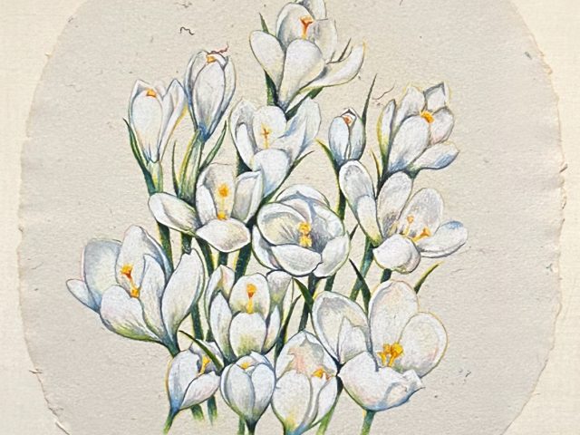 A bouquet of crocuses rendered in colored pencil.