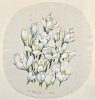 White Crocus