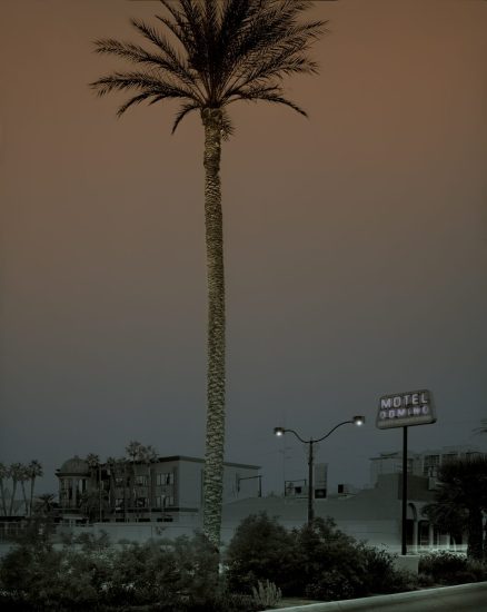 A photograph of a lone palm tree with motel signs in the distance.