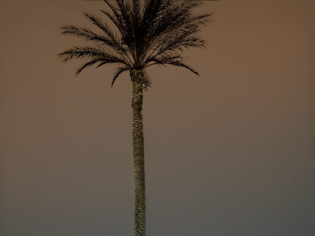 A photograph of a lone palm tree with motel signs in the distance.