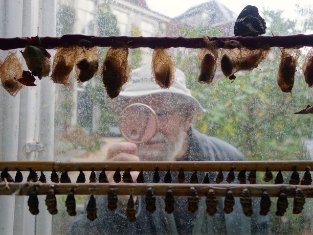 A color photograph of an older man inspecting insects through a window with a magnifying glass.