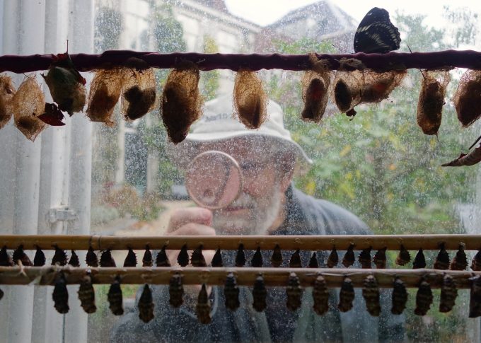 A color photograph of an older man inspecting insects through a window with a magnifying glass.