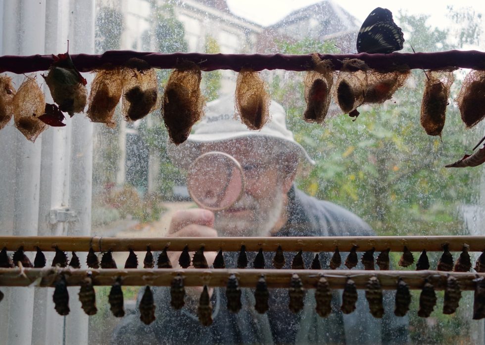 A color photograph of an older man inspecting insects through a window with a magnifying glass.