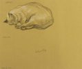 A drawing of a sleeping cat