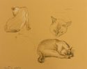 A series of studies of a sleeping cat.