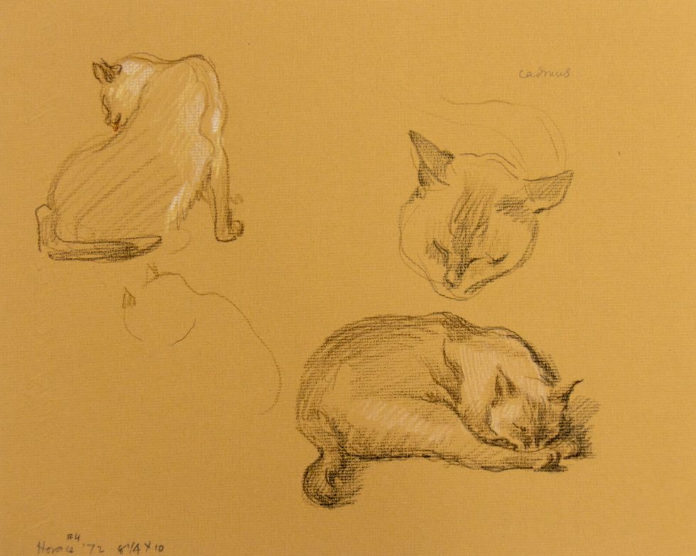 A series of studies of a sleeping cat.