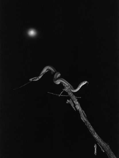 A black and white photograph of a snake in a tree with a full moon shining in the sky behind it.