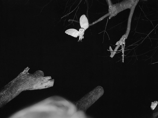 A black and white photograph of an owl dropping from tree branches at night.