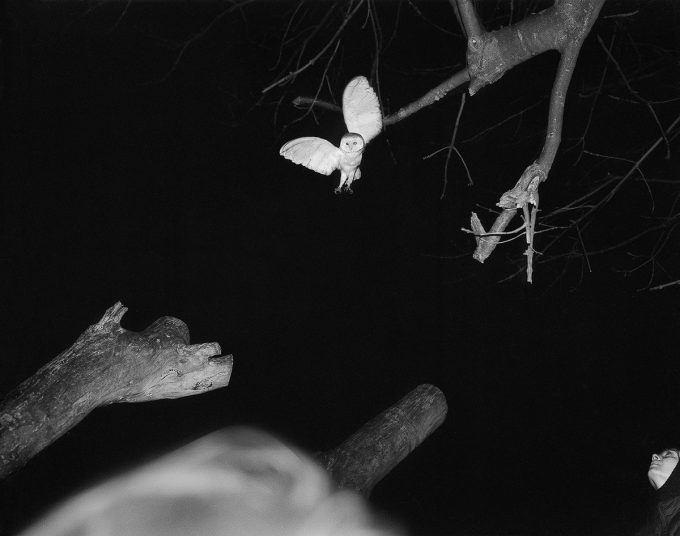 A black and white photograph of an owl dropping from tree branches at night.