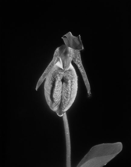 A black and white photograph of a flower against a stark black background.