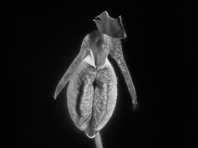 A black and white photograph of a flower against a stark black background.