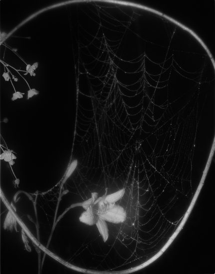 A black and white photograph of flowers and a spider web.