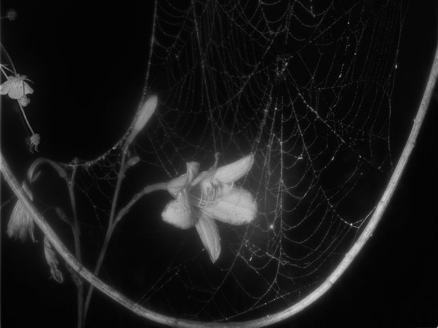A black and white photograph of flowers and a spider web.