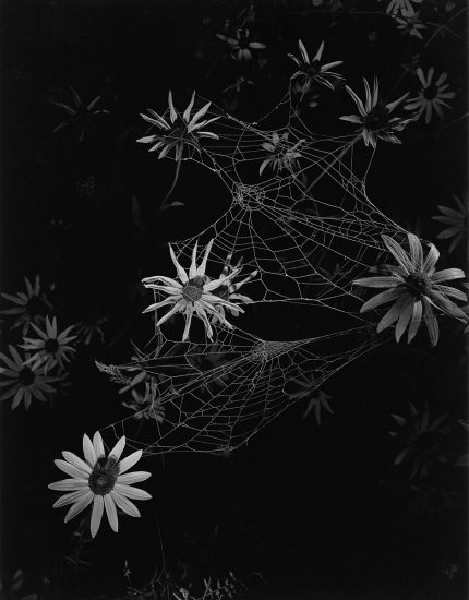 A black and white photograph of flowers with spider webs intertwined.