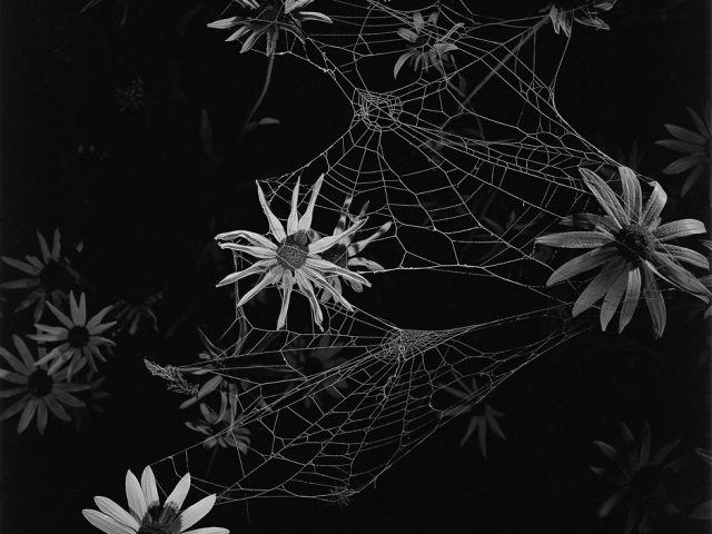 A black and white photograph of flowers with spider webs intertwined.
