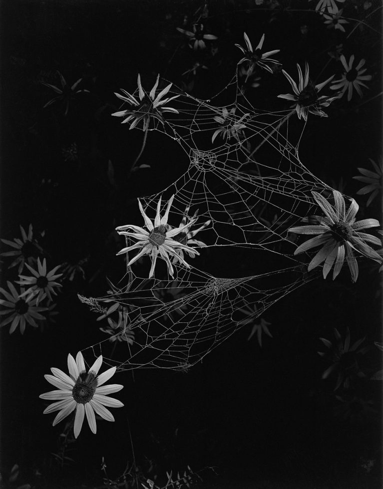 A black and white photograph of flowers with spider webs intertwined.