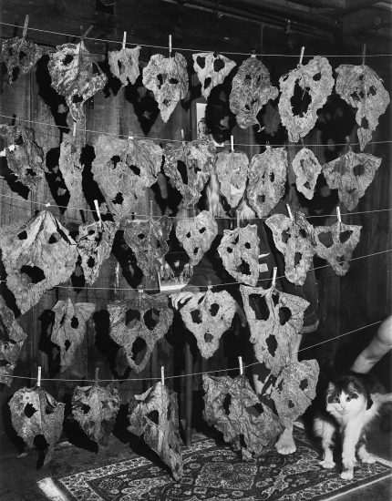 A black and white photograph of a fluffy cat standing next to drying rhubarb.