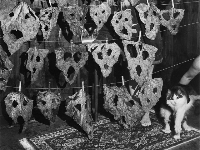 A black and white photograph of a fluffy cat standing next to drying rhubarb.