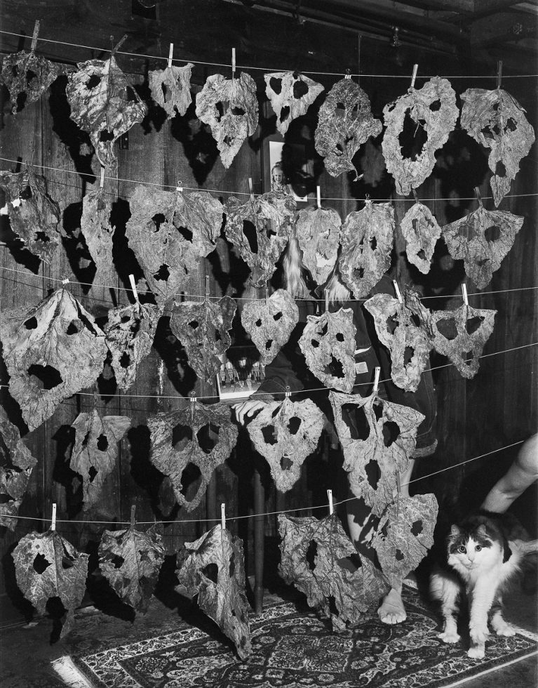 A black and white photograph of a fluffy cat standing next to drying rhubarb.