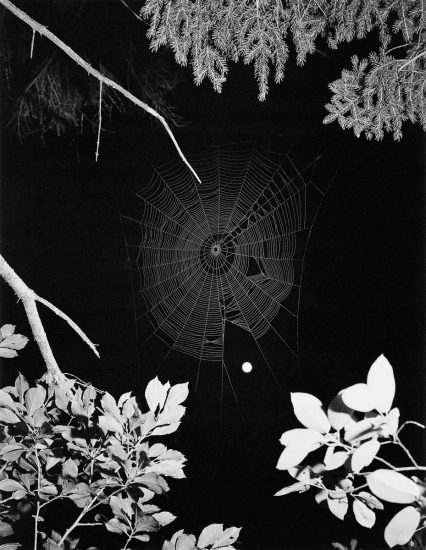 A black and white photograph of a spider web hanging between tree branches.