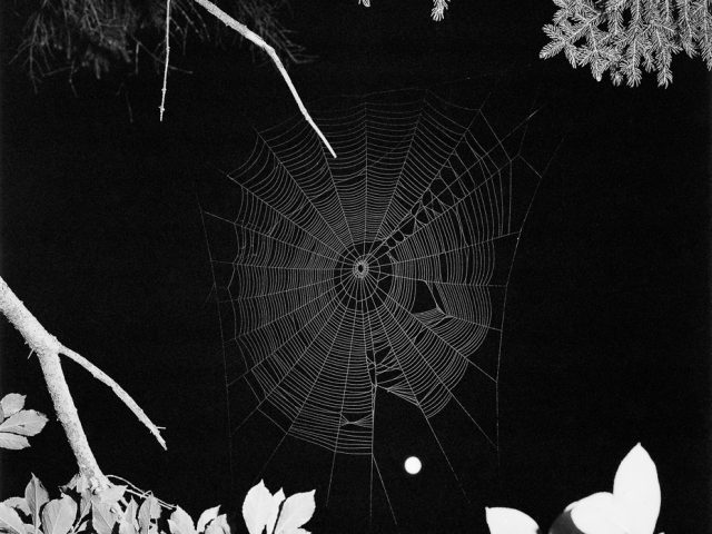 A black and white photograph of a spider web hanging between tree branches.