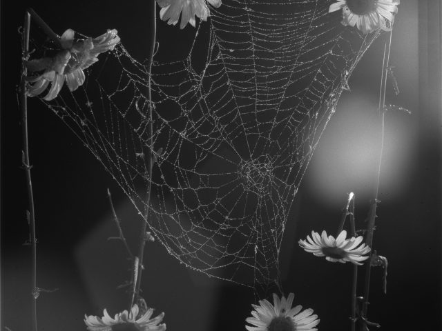 A black and white photograph of a spider web in natural light.