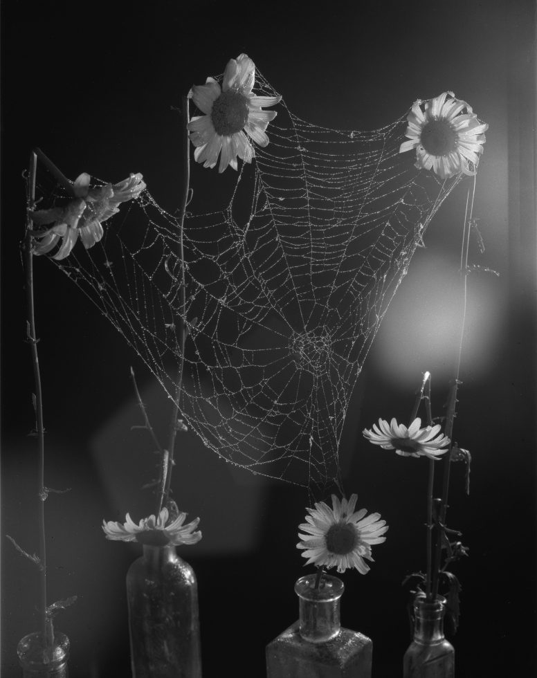 A black and white photograph of a spider web in natural light.