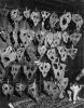 A black-and-white photograph of drying rhubarb leaves with holes in them.