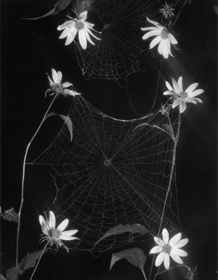 A black and white image of a spider web surrounded by daisies