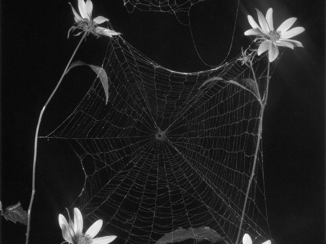 A black and white image of a spider web surrounded by daisies