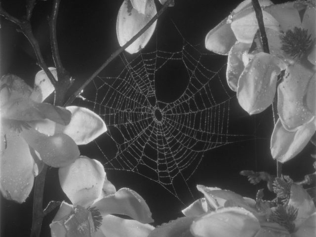 A black and white photograph of magnolias and a spider web.