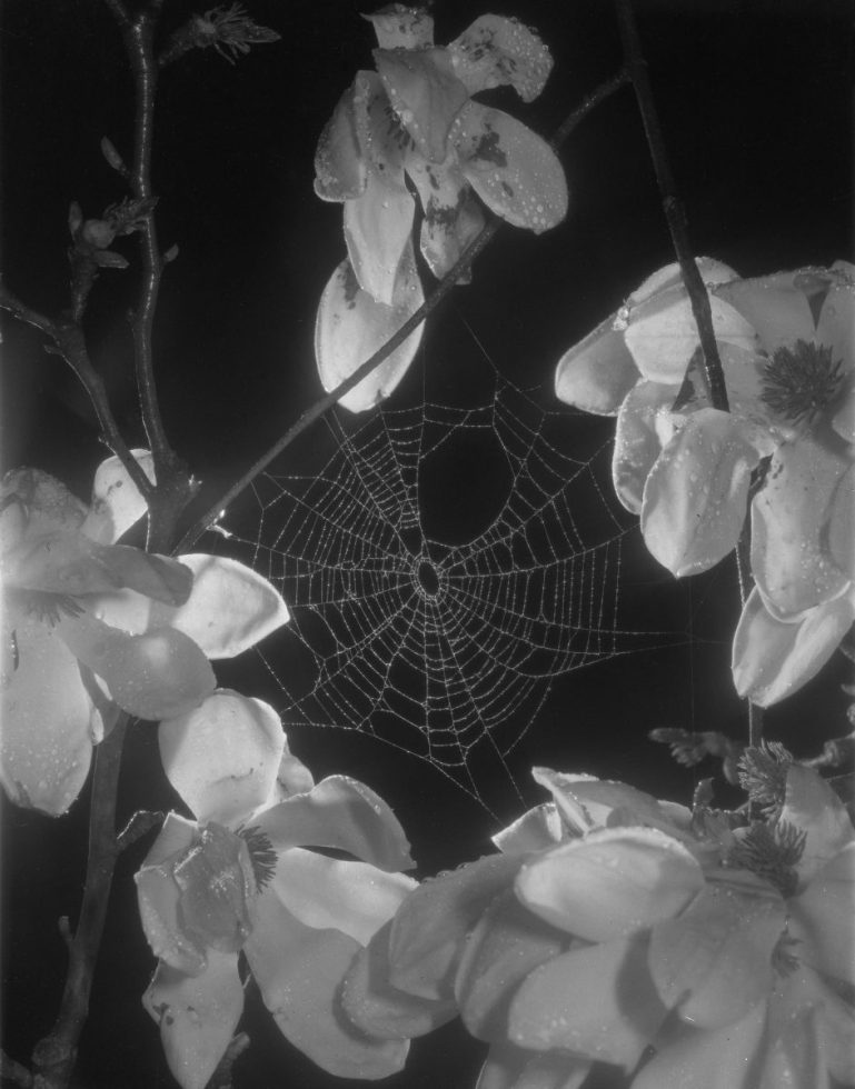 A black and white photograph of magnolias and a spider web.