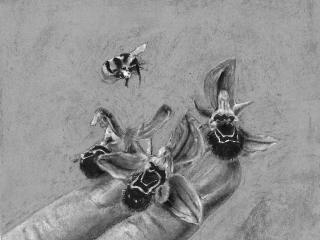 A black and white drawing of a hand with winged insects on it.