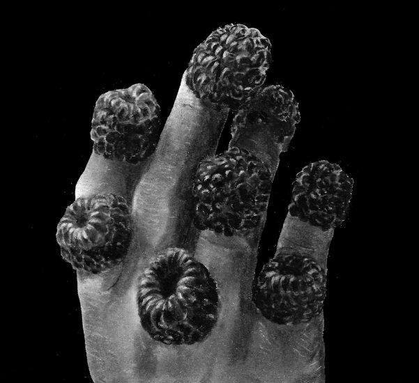 A black and white photograph of a hand with raspberries on it.